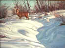 deer in snow 18x24.jpg (20083 bytes)